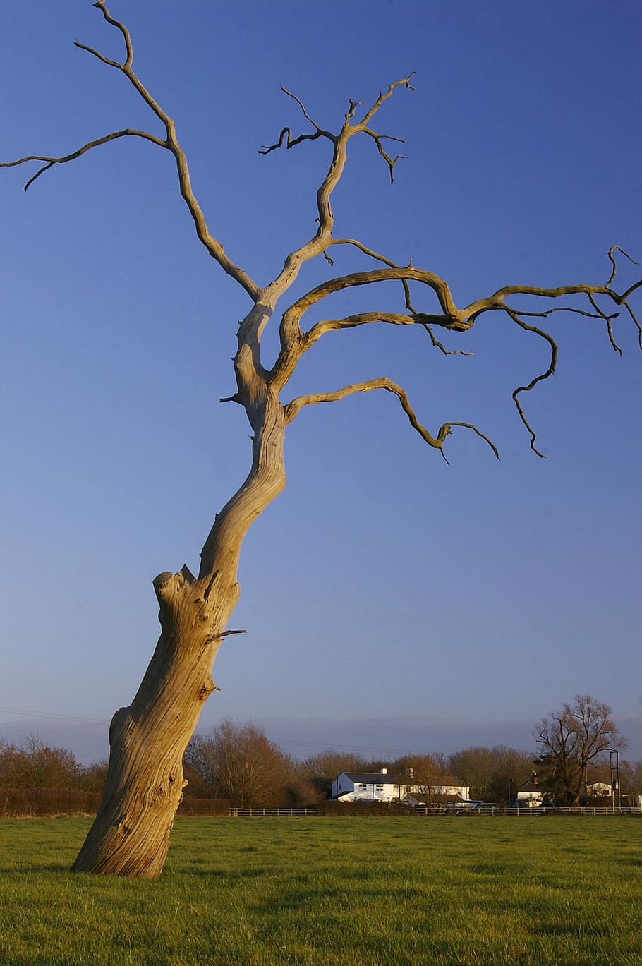Dead, Tree, Field, nature, sky, landscape, outdoors, grass HD wallpaper