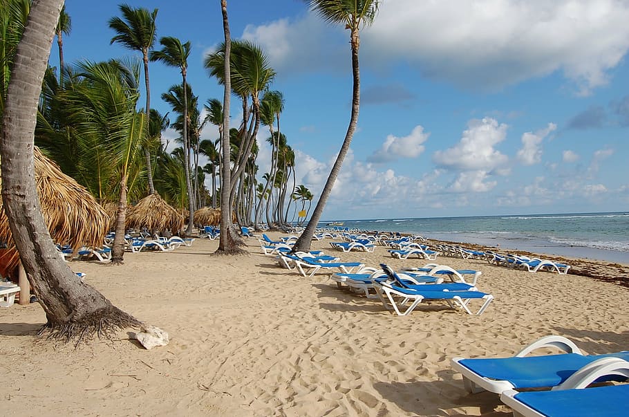palm trees under sunny sky, punta cana, caribbean, palms, hotel, HD wallpaper