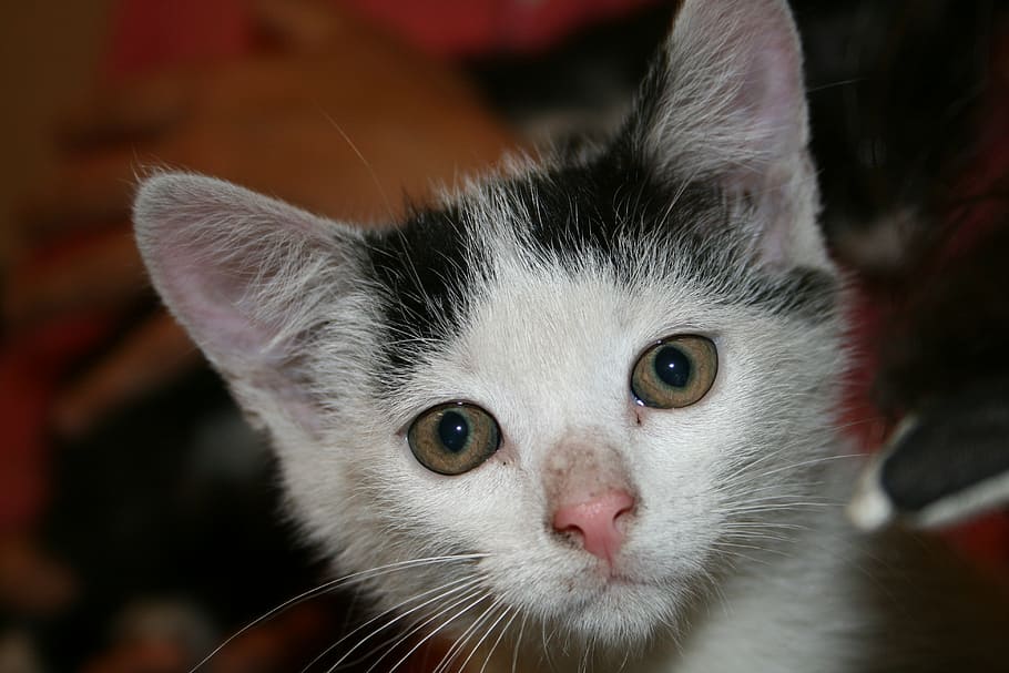 kitten, cat, curious, mammal, one animal, domestic cat, domestic animals HD wallpaper