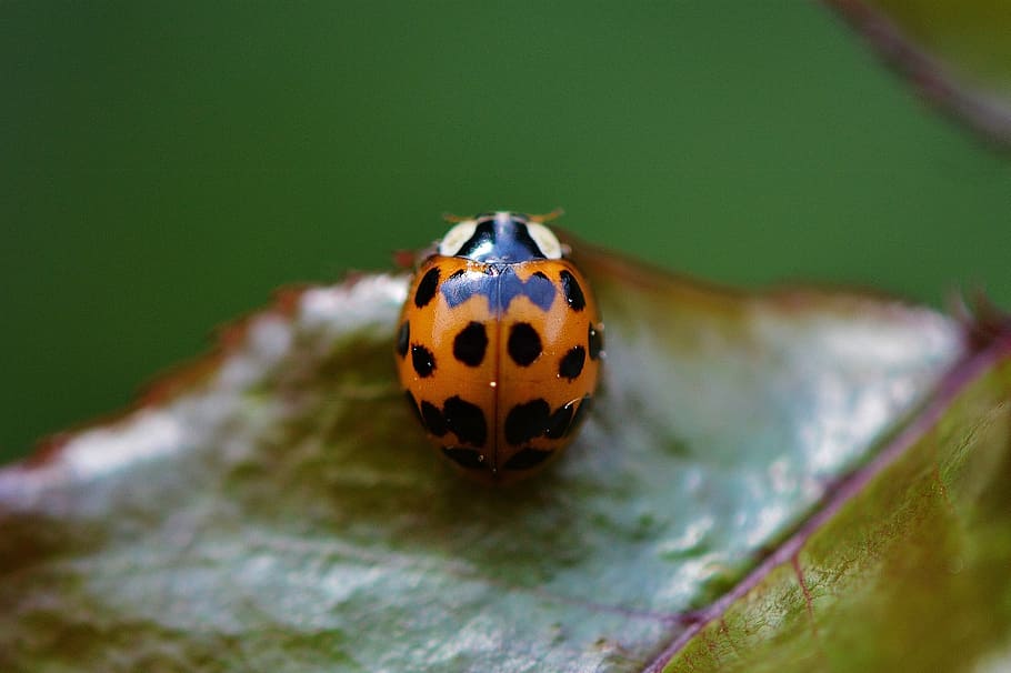 ladybug, close, insect, beetle, nature, macro, lucky charm HD wallpaper