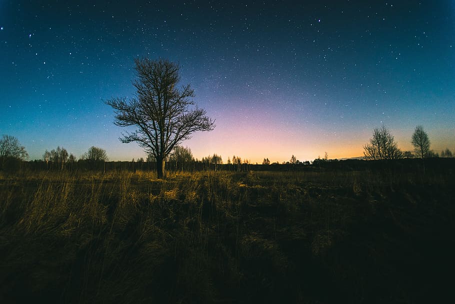 green, grass, trees, plants, nature, field, outdoor, sky, night HD wallpaper