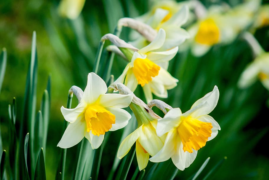 selective focus photography of white petaled flowers, daffodil, HD wallpaper