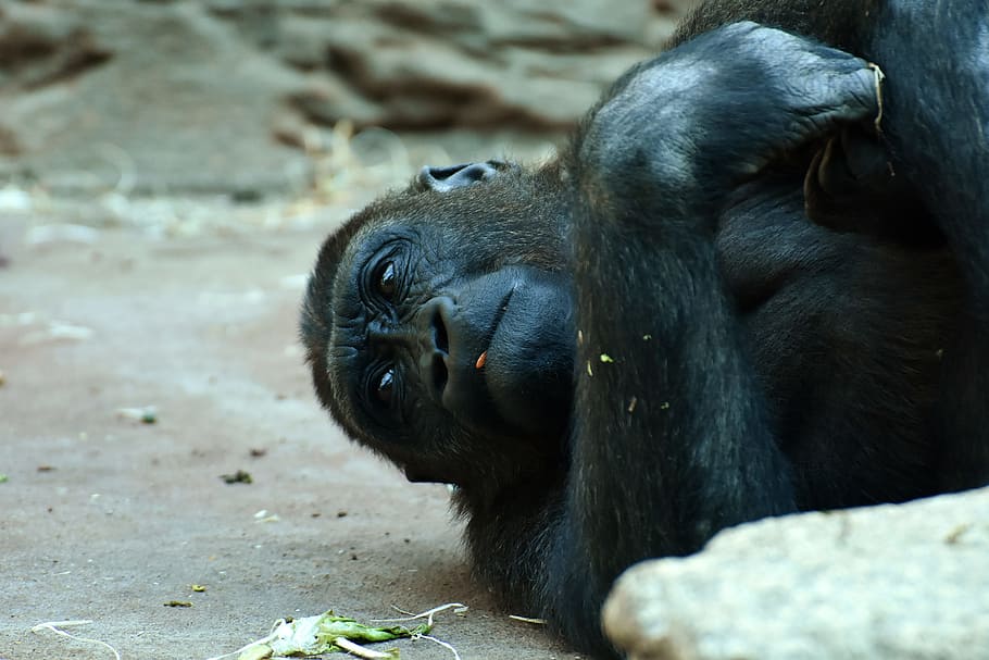 gorilla, monkey, animal, furry, omnivore, wildlife photography HD wallpaper