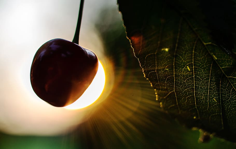 cherry, sun, leaf, macro, red, green, fruit, plant part, nature HD wallpaper