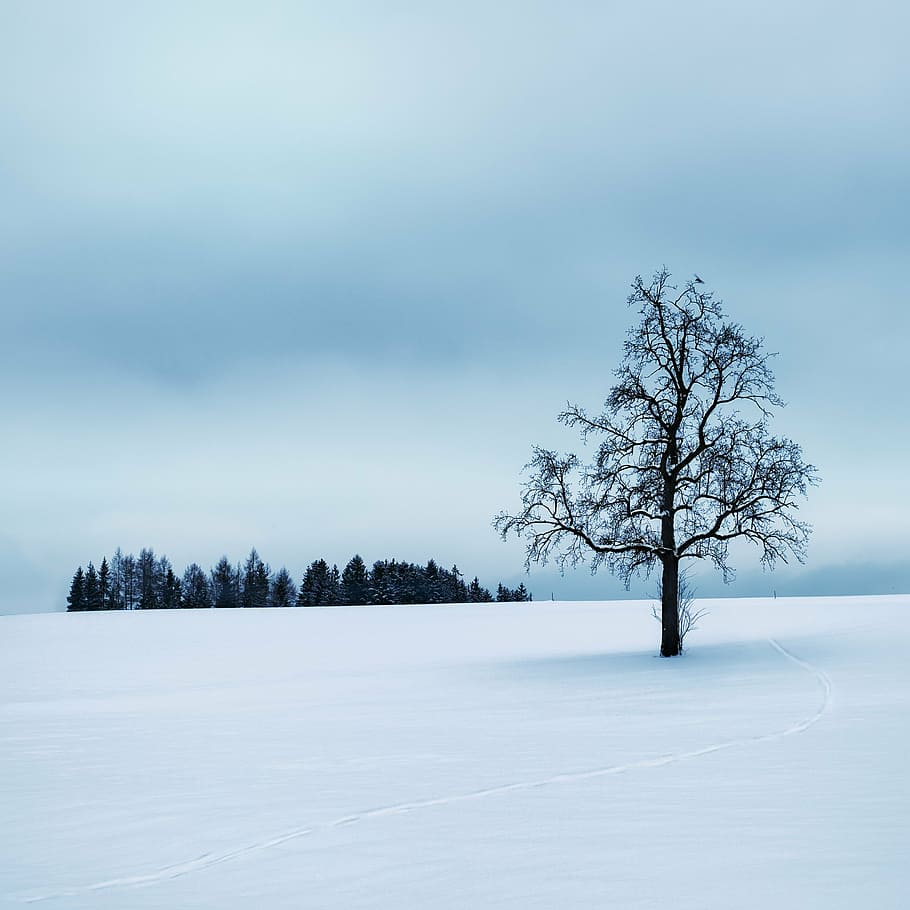 leafless tree in middle of snow field, wintry, silent, winter, HD wallpaper
