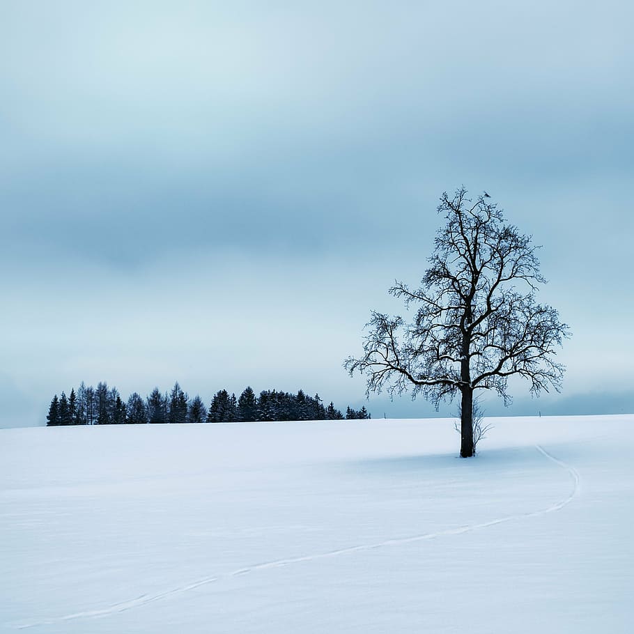 leafless tree in middle of snow field, wintry, silent, winter HD wallpaper