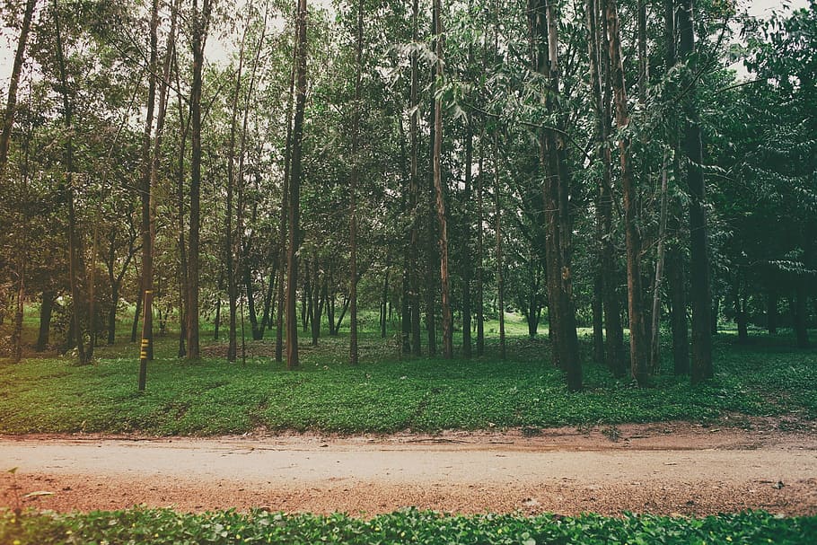 park, trees, grass, path, dirt, plant, land, forest, growth HD wallpaper
