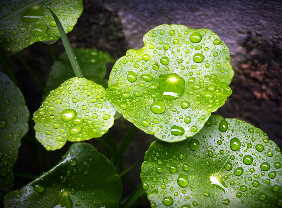 leaf, water, green, drop, background, natural, nature, fresh HD wallpaper