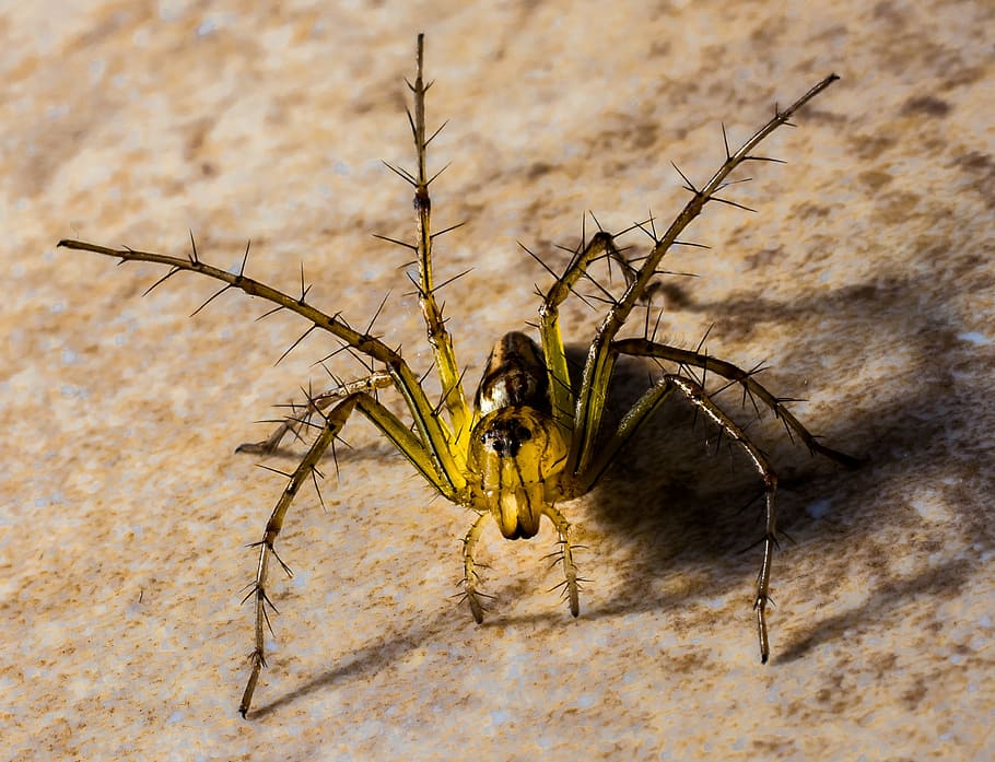 small spider, arachnids, close, insect, invertebrate, animal themes HD wallpaper