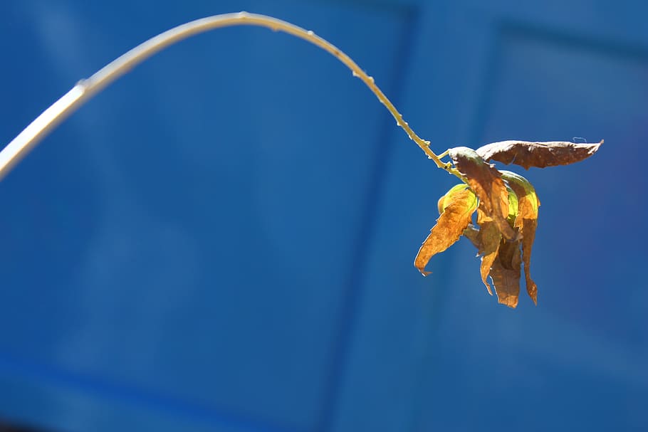 Branch, Leaf, Blue, Background, blue background, simple, plant HD wallpaper