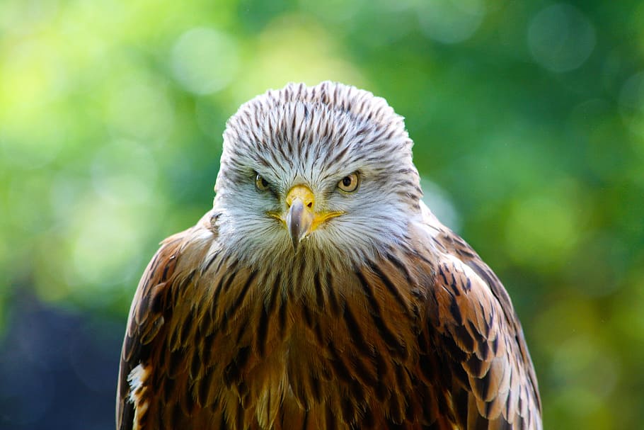 selective focus of bald eagle, red kite, hawk, bird, predator HD wallpaper