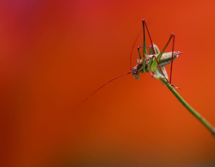 grasshopper, plant, rest, coloring, insecta, animal themes HD wallpaper