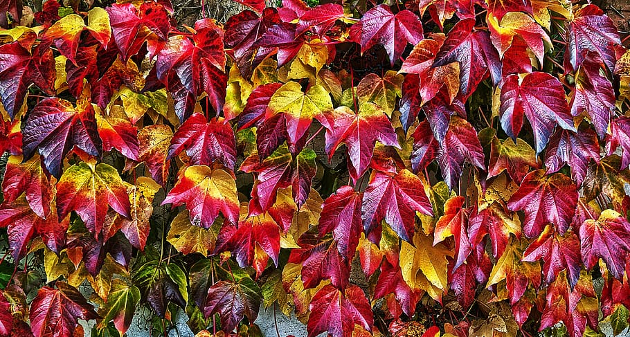 leaf, autumn, fall color, leaf coloring, sunlight, illuminated HD wallpaper