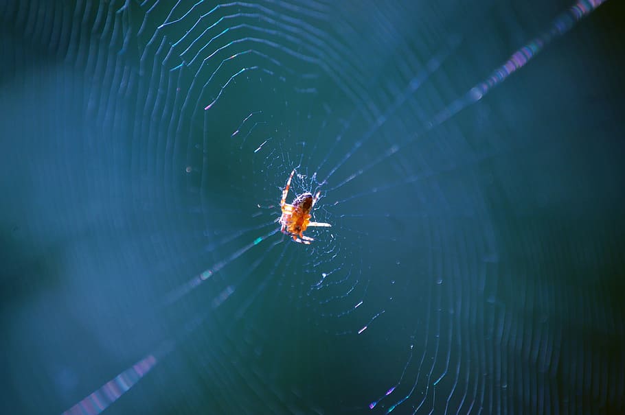 Spider, Web, Insect, Spooky, Spiderweb, one animal, animal themes HD wallpaper