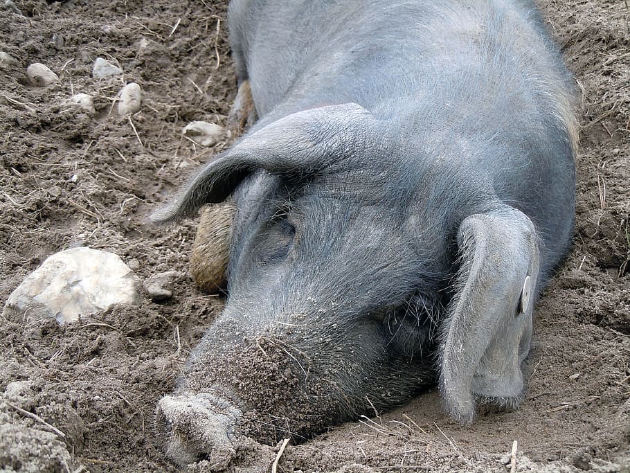 Pig, Sleeping, lying, animal, domestic Pig, mammal, piglet HD wallpaper