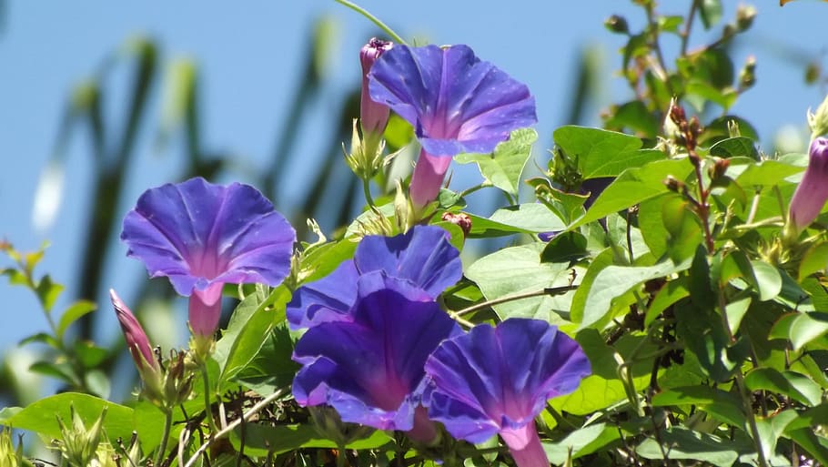 flowers, nature, spring, flowering plant, purple, beauty in nature HD wallpaper