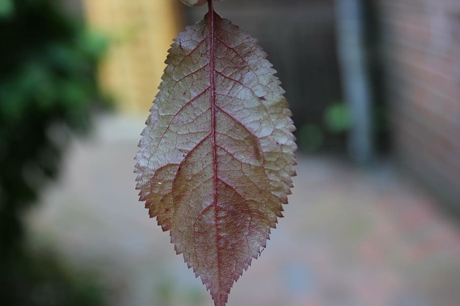 leaf, red, yellow, macro, close, plant, nature, autumn, plant part HD wallpaper