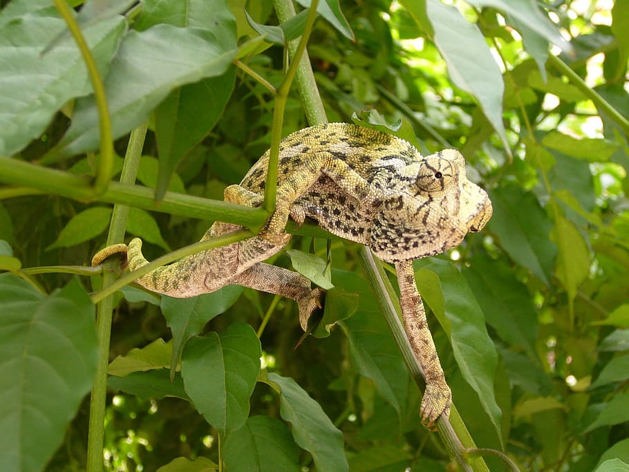 Chameleon, Reptile, Insect, Eater, insect eater, animal, nature HD wallpaper