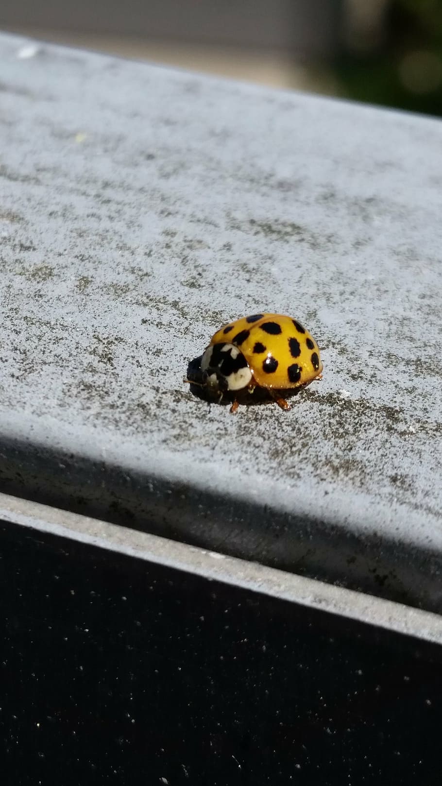 ladybug, beetle, red, orange, nature, close, one animal, animal themes HD wallpaper