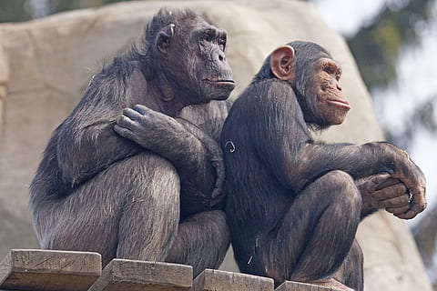 selective focus photo of two black primates, chimps, ape, relax HD wallpaper