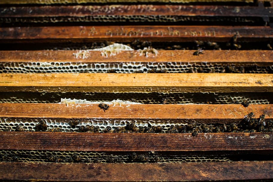 bees, nature, beekeeping, no people, full frame, close-up, pattern HD wallpaper