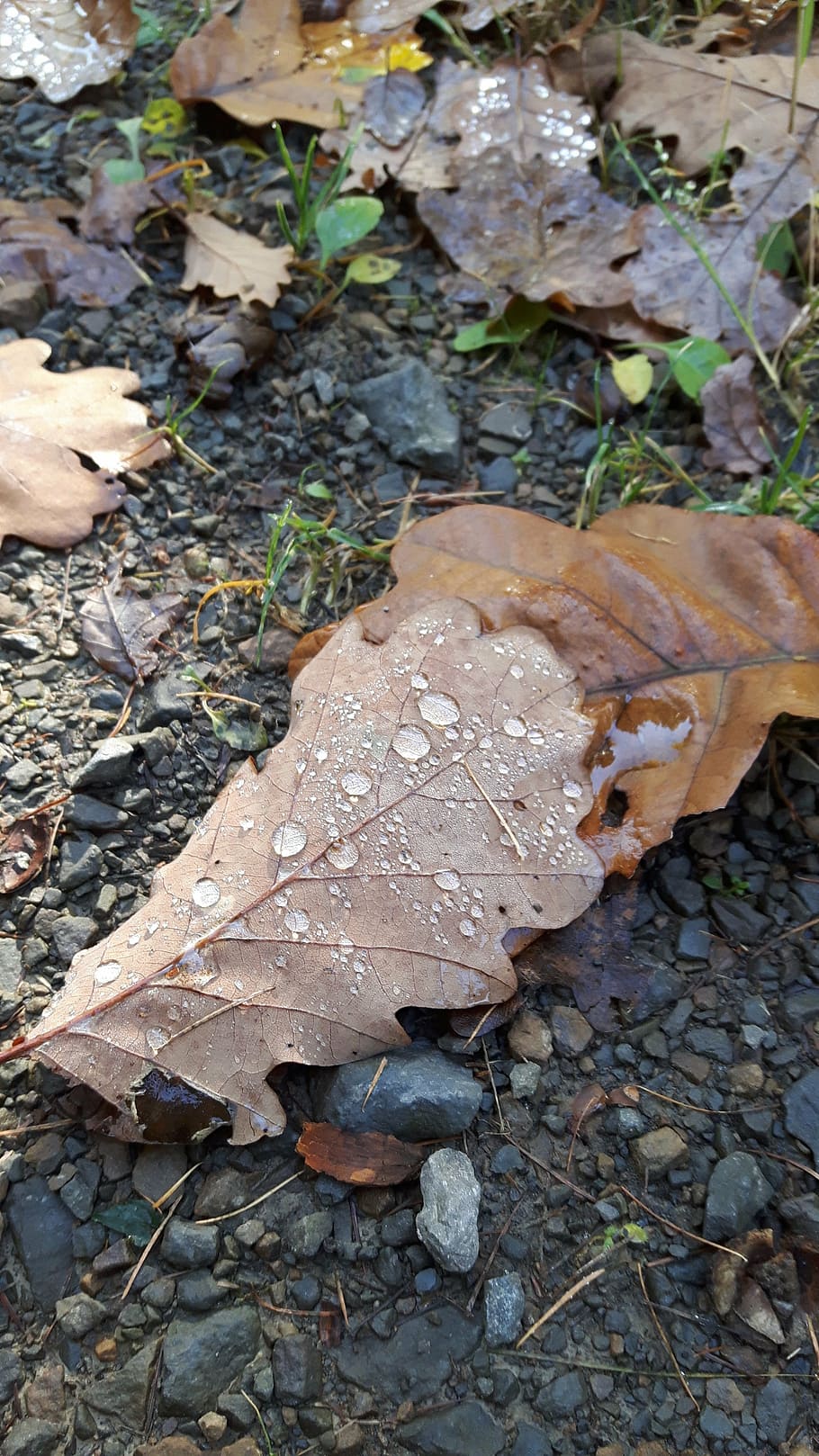 leaves, forest, raindrop, leaf, plant part, land, nature, field HD wallpaper