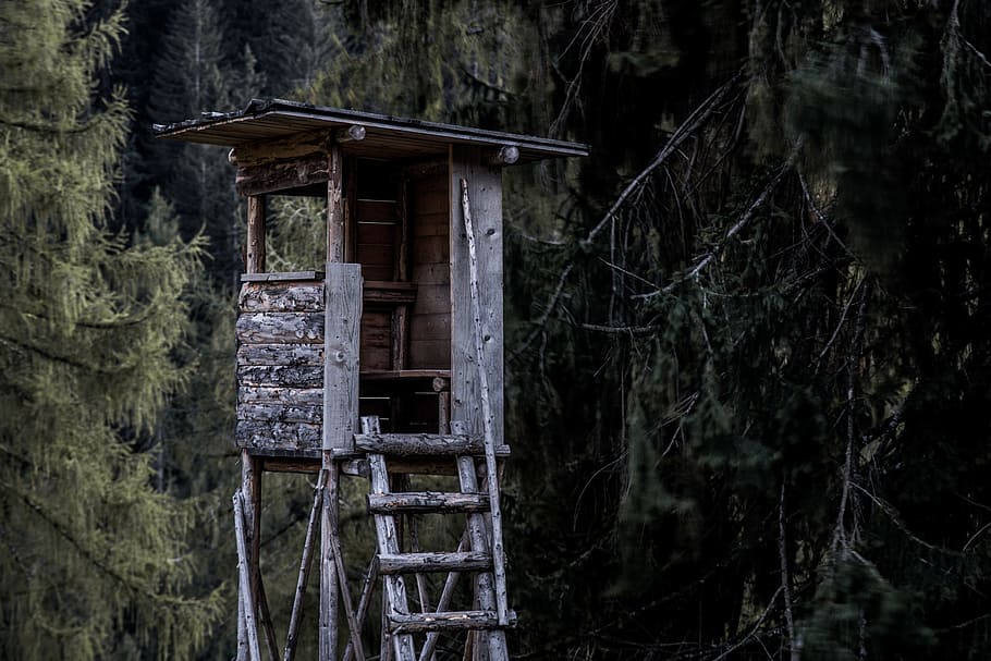 Brown and Gray Wooden Tree House Near Trees, abandoned, decay HD wallpaper