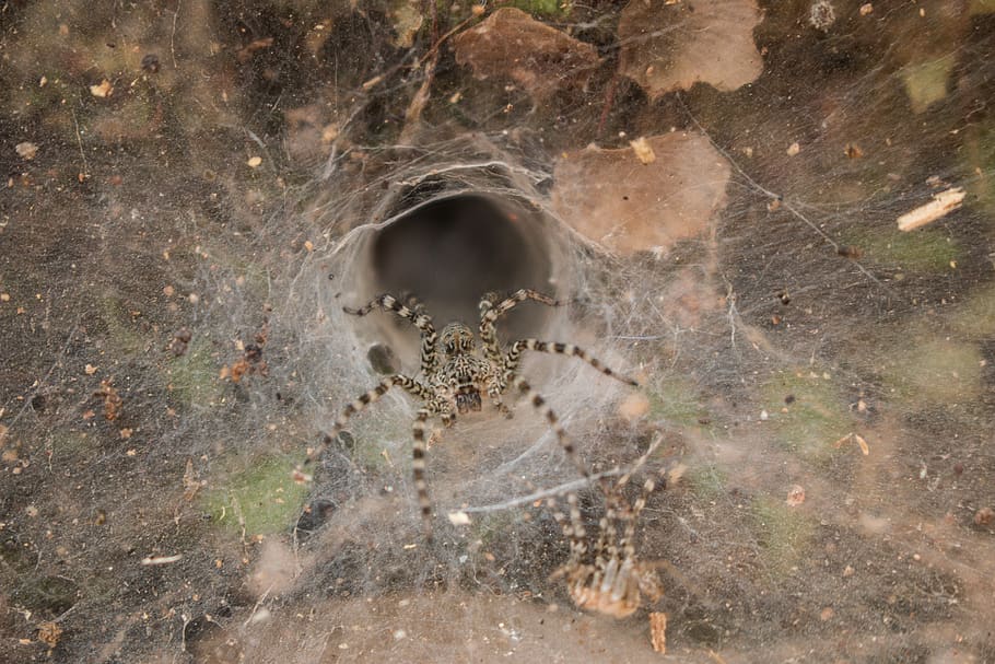 spider, insect, cobweb, leaves, macro, striped, creepy, case HD wallpaper