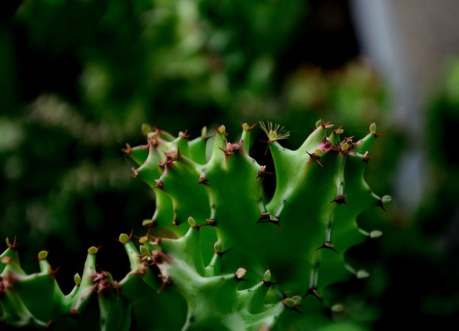flower, bone, dragon, do duy, plant, growth, green color, beauty in nature HD wallpaper