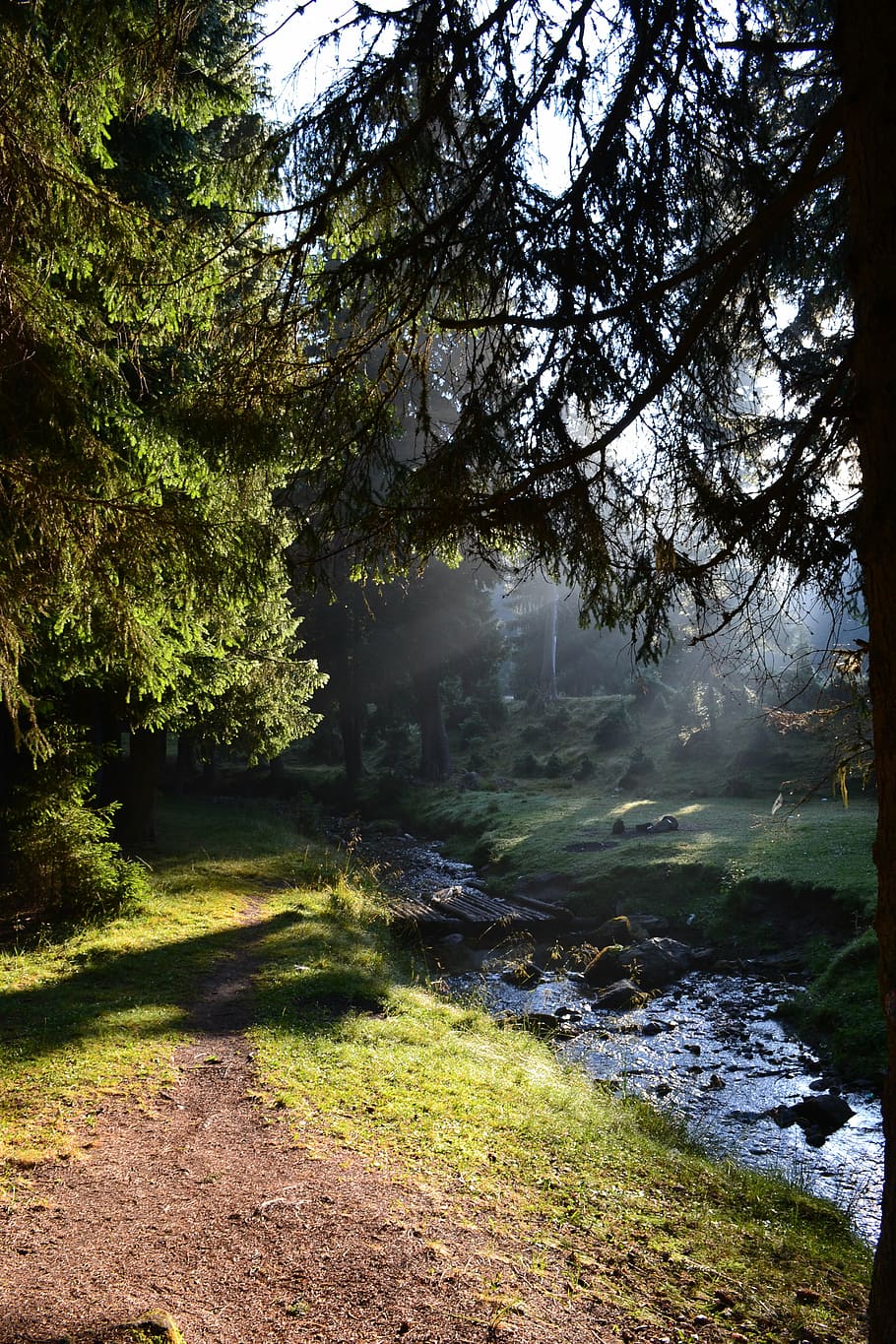 forest, sun, tree, nature, light, sunny, outdoor, green, natural HD wallpaper