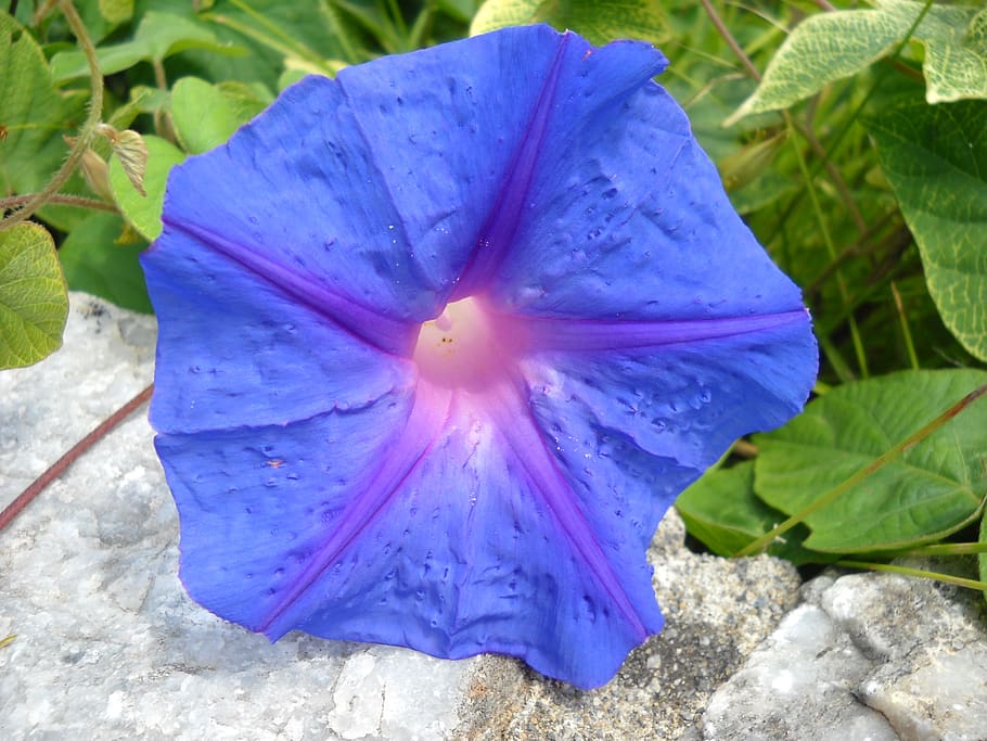 funnel thread, winds, flower, blossom, bloom, blue, flowering plant HD wallpaper