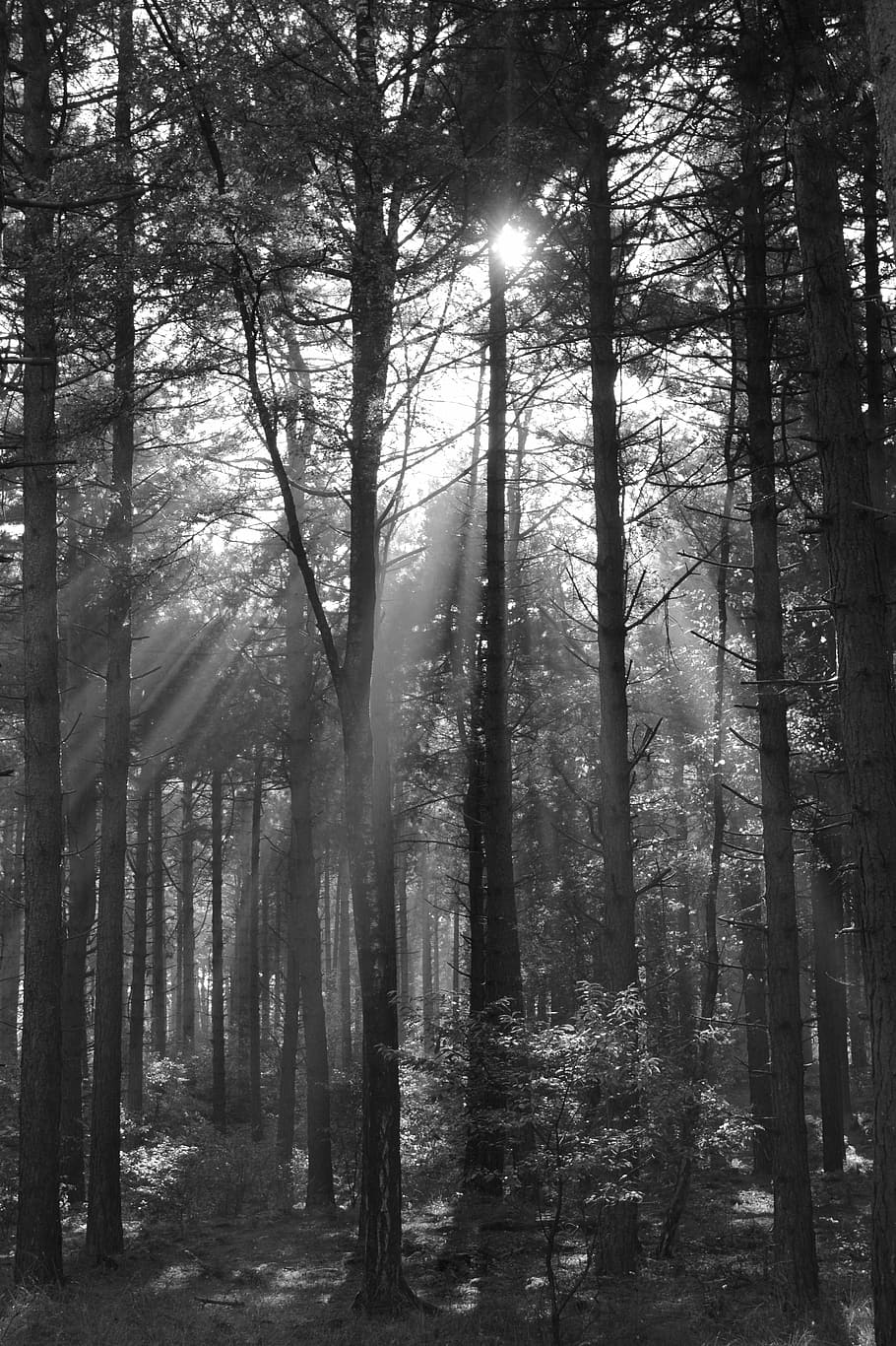 trees, forest, nature, sun rays, sunlight, light beam, plant HD wallpaper