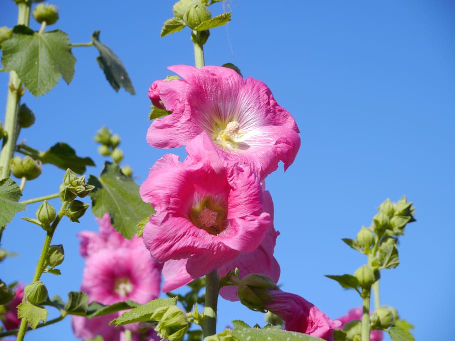 althaea rosea, hana aoi, pink, flowers, bud, leaf, green, otsu park