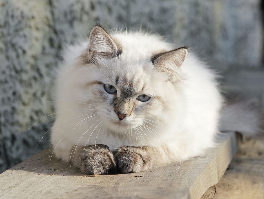 long-coated white cat sitting, Cat, Cat, Purebred, Charming HD wallpaper