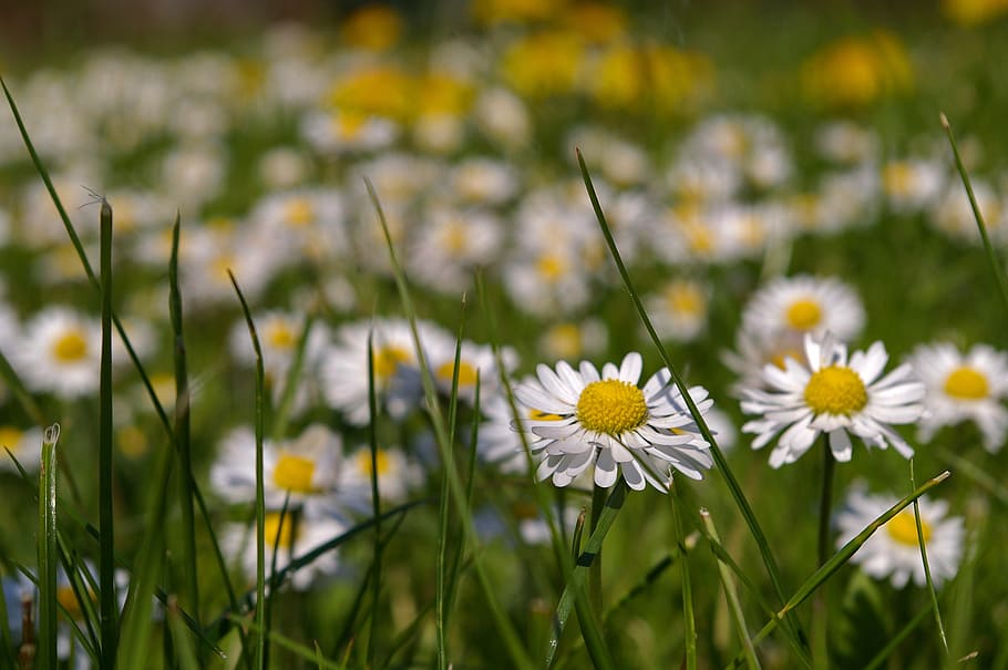 spring meadow, flowers, flower meadow, signs of spring, dandelion HD wallpaper