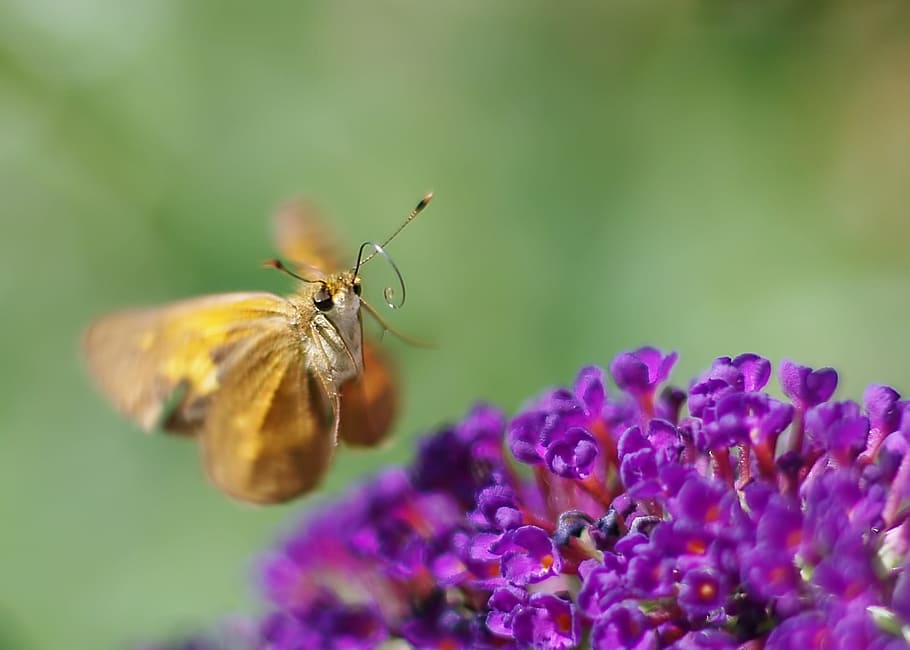 butterfly, insect, wing, antennae, nature, bush, purple, plant HD wallpaper