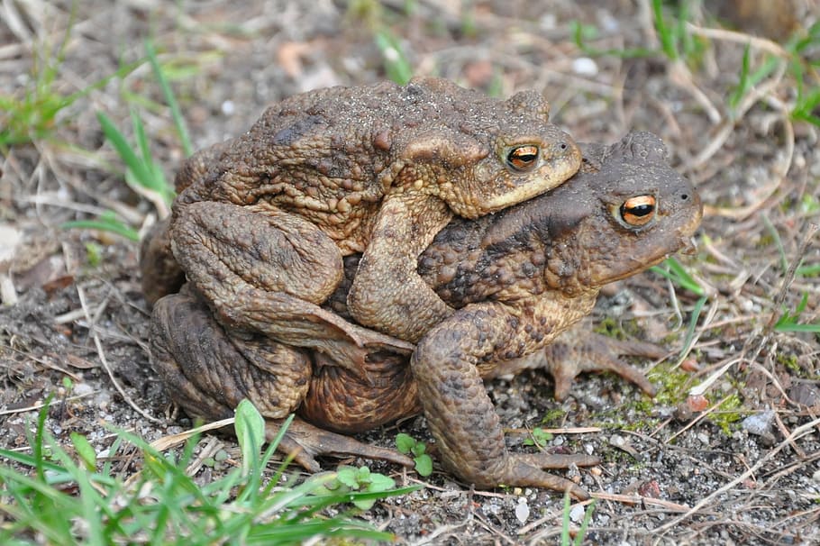 a toad, common toad, the frog, amphibian, animal, the creation of HD wallpaper