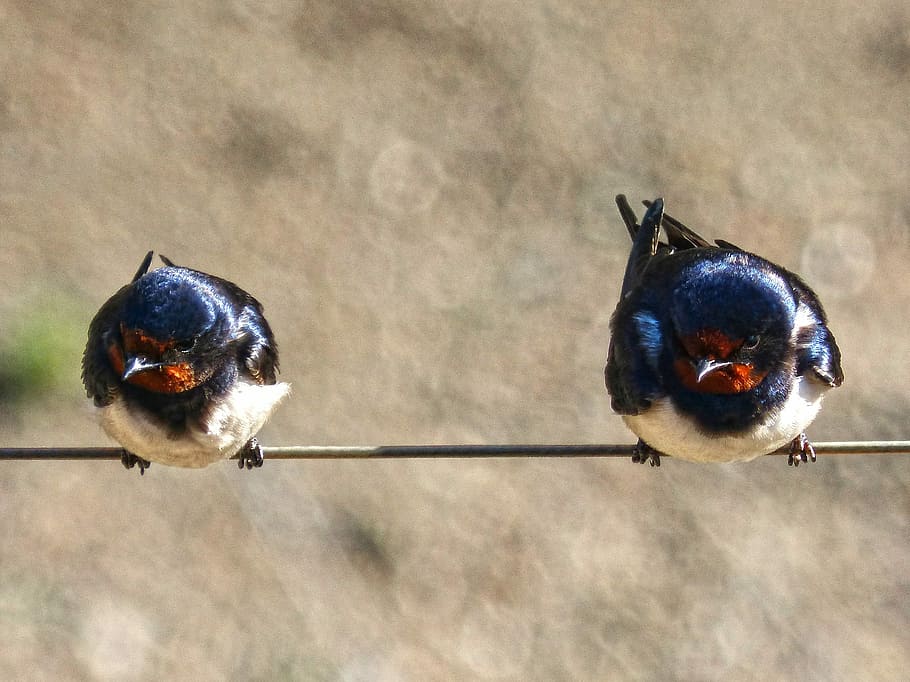 Swallow, Couple, Cable, bird, animal themes, two animals, animals in the wild HD wallpaper