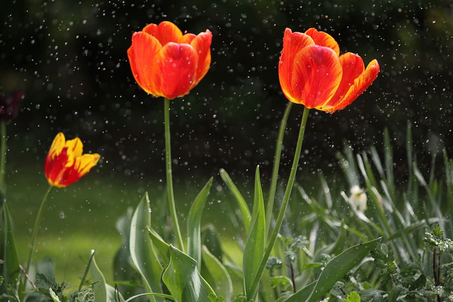 flowers, tulip, spring, plant, flowering plant, growth, water HD wallpaper