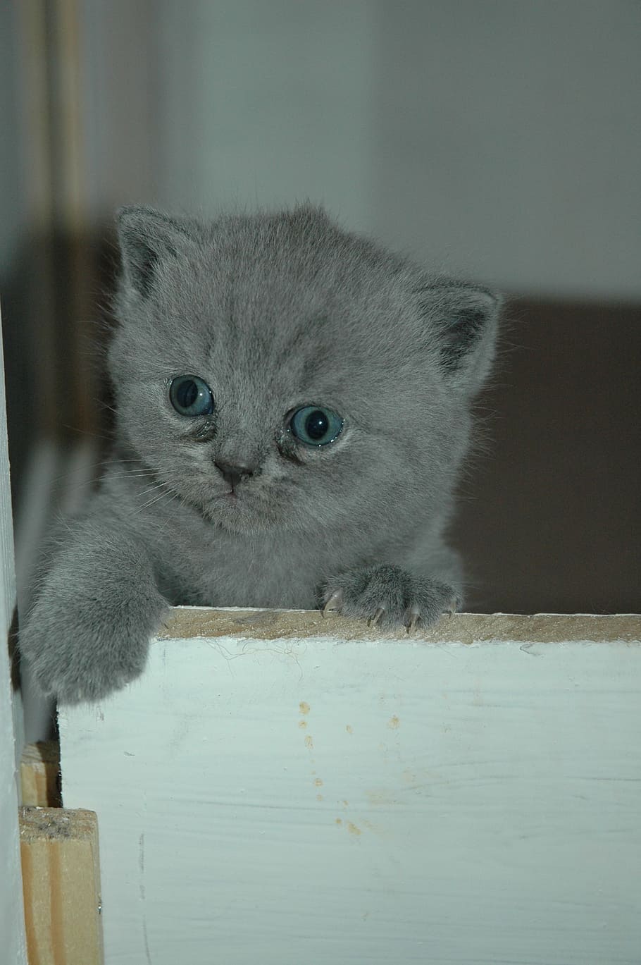 kitten, cat, hangover, cats, animal, pet, mammal, animals, feline HD wallpaper