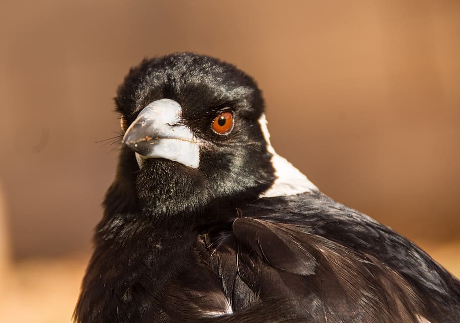 australian magpie, bird, black, white, portrait, feathers, closeup, HD wallpaper