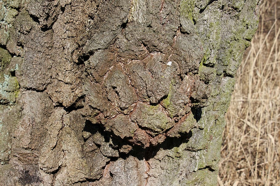 tree, bark, log, nature, wood, textured, plant, day, tree trunk HD wallpaper