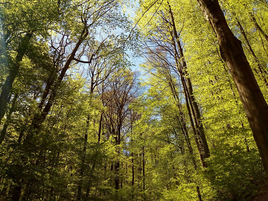 Forest, Bavaria, Trees, Nature, no people, woodland, outdoors HD wallpaper