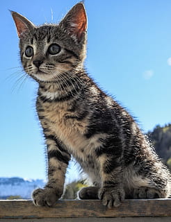 black tabby kitten sitting on brown wooden surface during daytime HD wallpaper