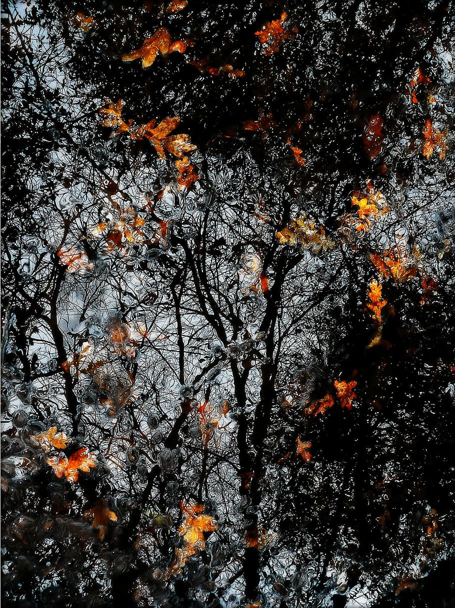 reflection, fall, leaf, flame, tree, plant, growth, nature HD wallpaper