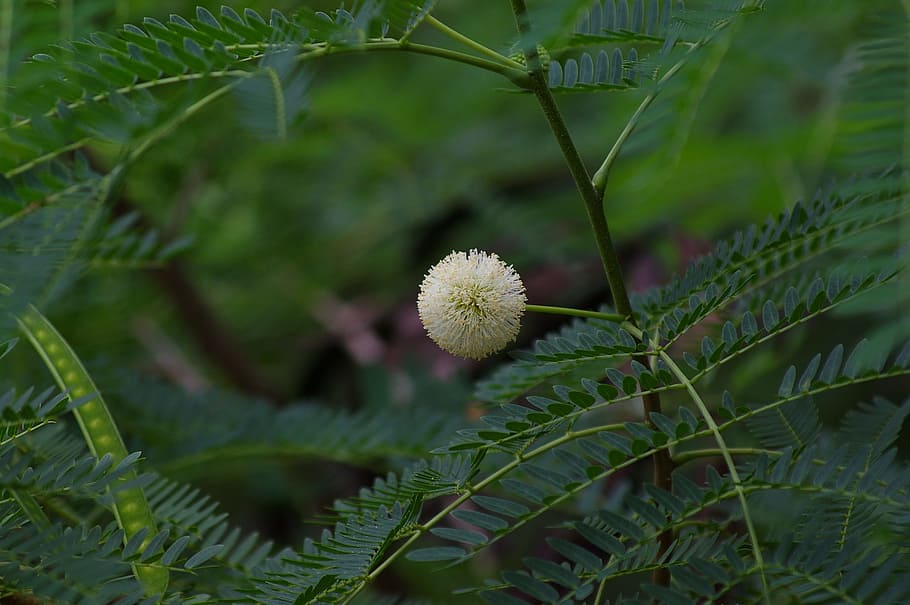 flower, white, plant, leaf, background, spring, green, growth HD wallpaper