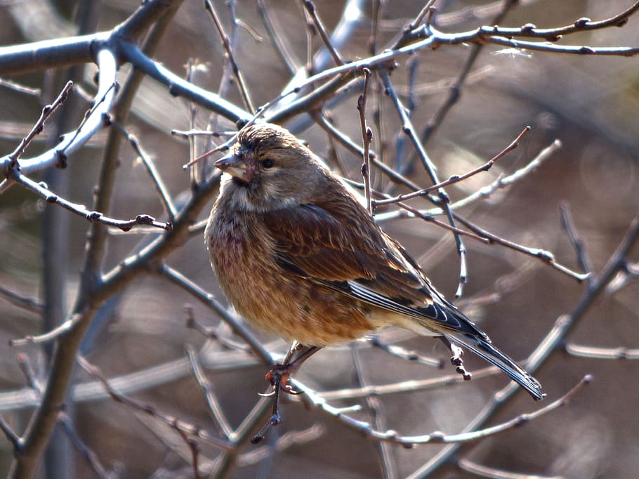 Sparrow, Winter, Branch, Cold, Bird, one animal, bare tree HD wallpaper