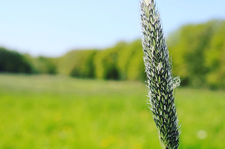 green, meadow, forest, nature, field, blade of grass, green meadow HD wallpaper