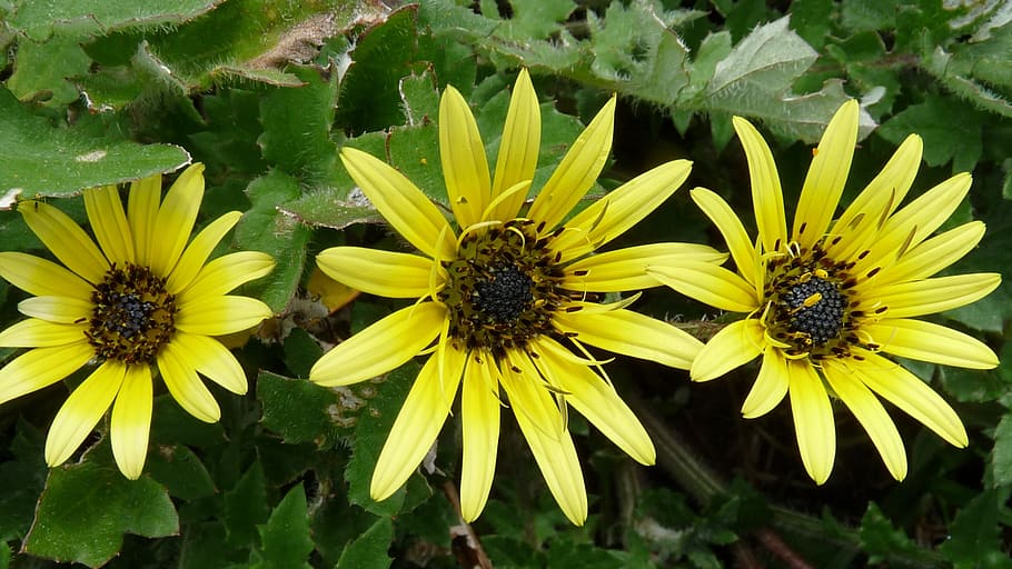 yellow, cape, weed, flowering plant, petal, growth, beauty in nature HD wallpaper