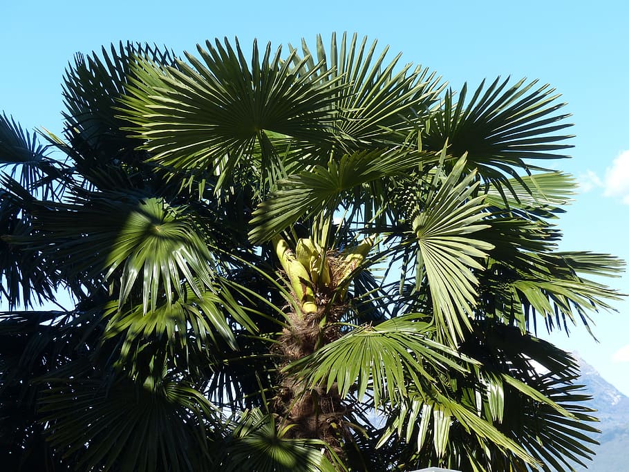 Palm, Tree, Date Palm, Shade Tree, leaves, wedel, canary island date palm HD wallpaper